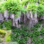 When Does Wisteria Bloom – Tips for Encouraging Beautiful Clusters
