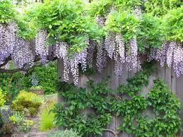 When Does Wisteria Bloom – Tips for Encouraging Beautiful Clusters